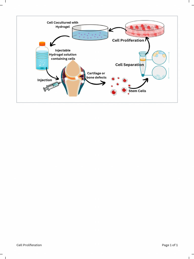 Cell Proliferation | PDF