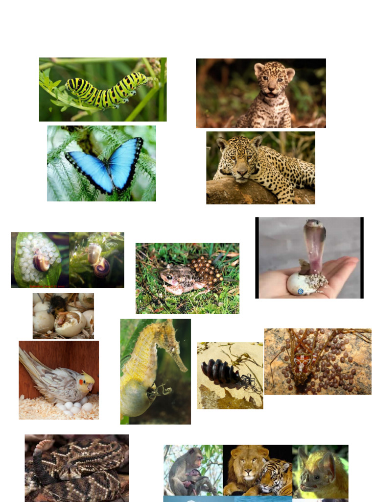 Animal Reproduction | PDF