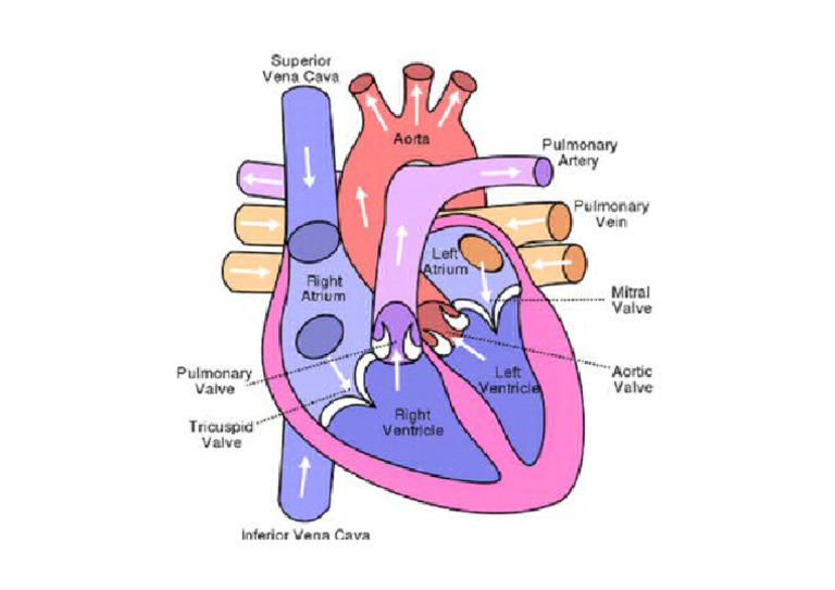 Heart Poster | PDF
