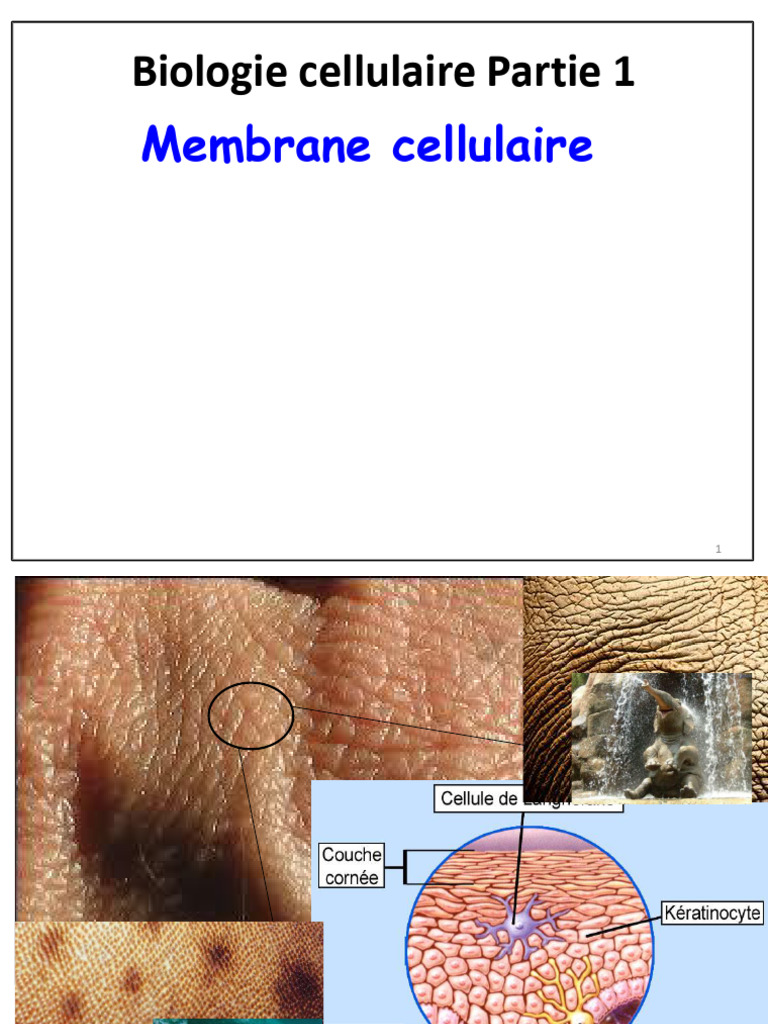 Introduction à la biologie cellulaire | PDF | Membrane cellulaire ...