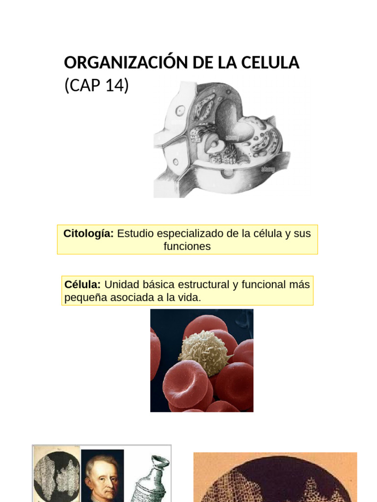 Estructura y Funciones de la Célula | PDF | Biología Celular) | Citoplasma