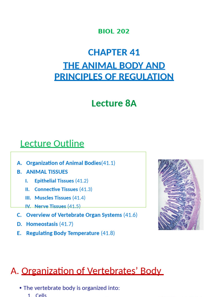 8A +BIOL+202+Lecture+8A | PDF | Epithelium | Connective Tissue