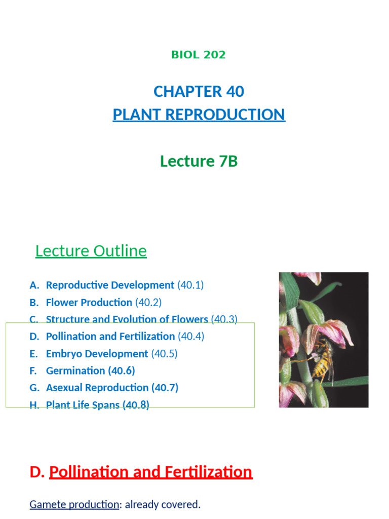 7B +BIOL+202+Lecture+7B | PDF | Seed | Flowers