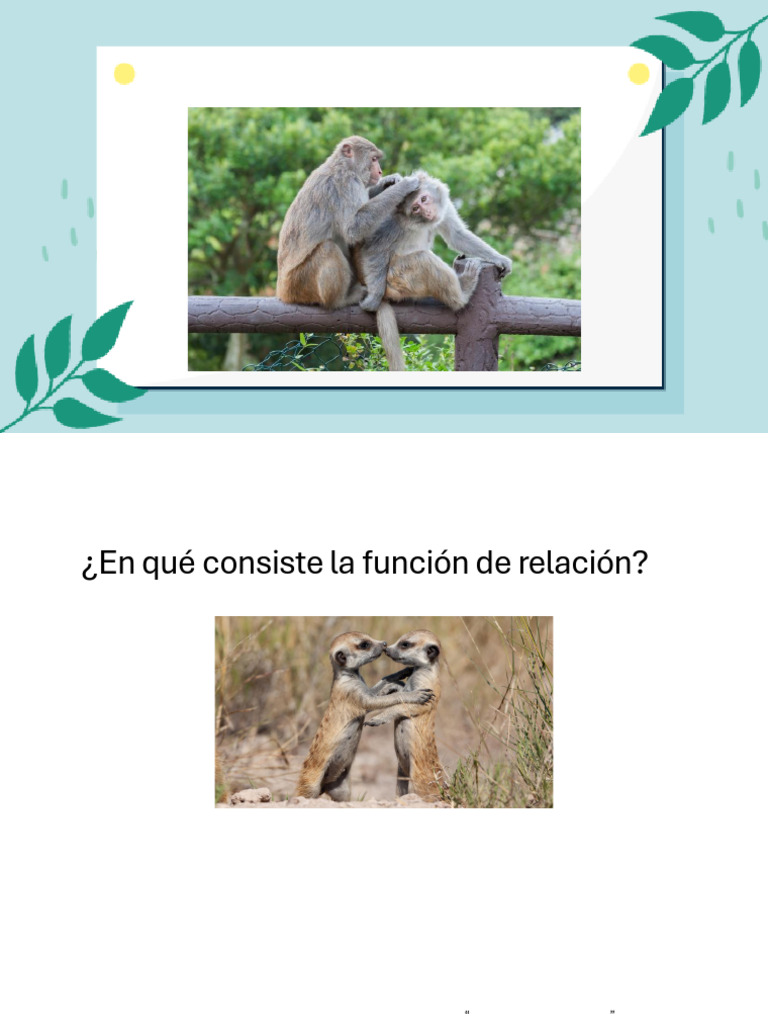 Función de Relación en Animales | PDF | Sinapsis | Sistema nervioso
