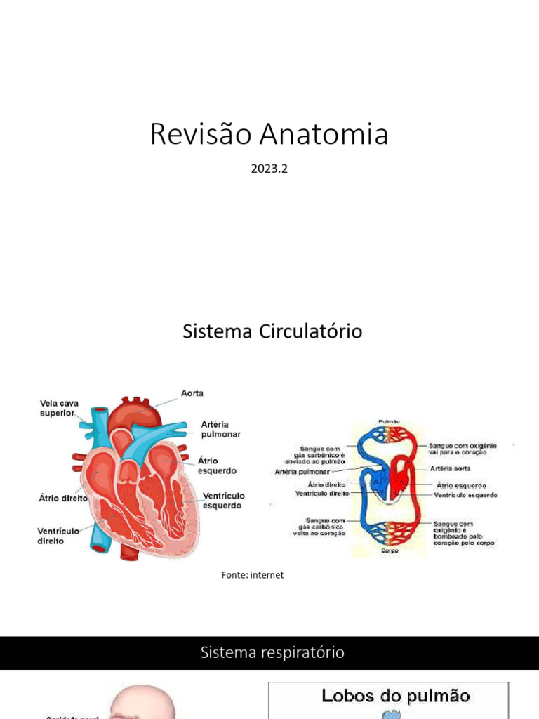 Revisão Anatomia 1 Pdf