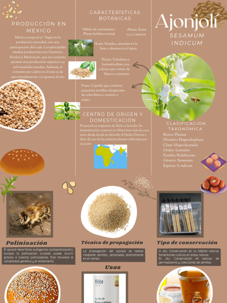 Ajonjolí Folleto - 20241128 - 120606 - 0000 | PDF | Sésamo | Plantas