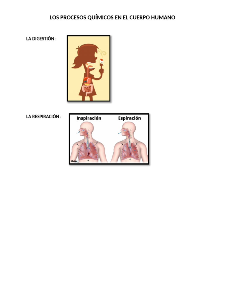 Los Procesos Químicos en El Cuerpo Humano | PDF