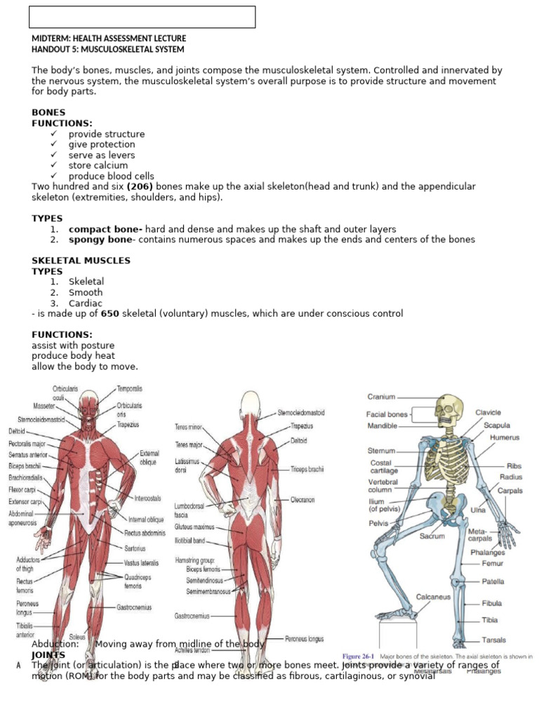 Musculoskeletal System Overview | PDF | Anatomical Terms Of Motion ...