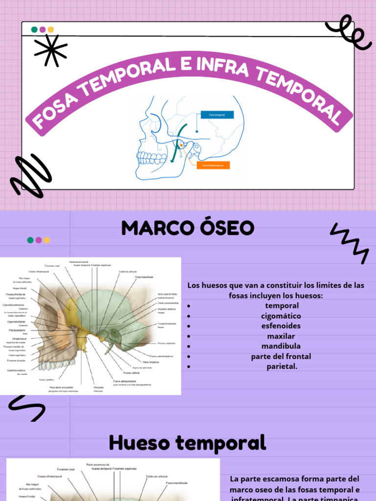 Fosas | PDF | Articulación | Cabeza y cuello humanos