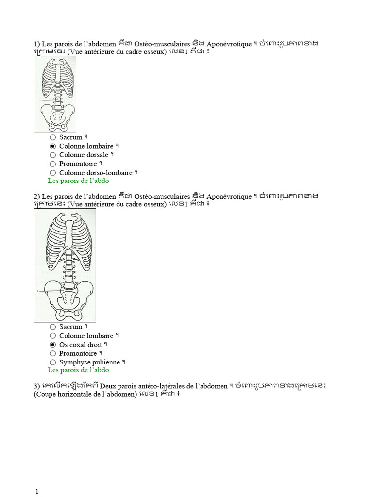Anatomie des parois abdominales | PDF | Abdomen | Appareil digestif