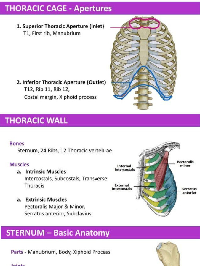 Thorax Anatomy 199294297 | PDF
