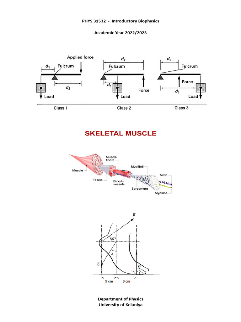 Introductory Biophysics Tutorial Guide | PDF | Vertebral Column | Lever
