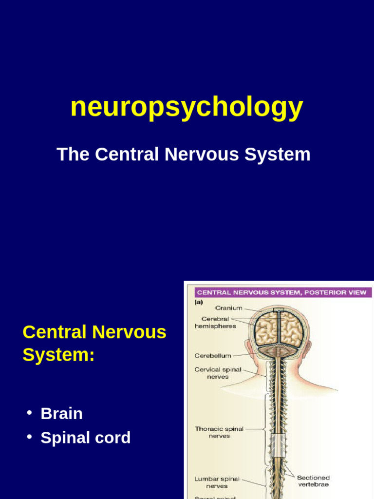 Central Nervous System Overview | PDF | Brainstem | Cerebral Cortex