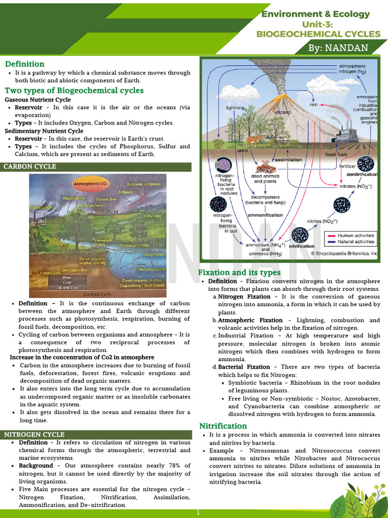 Understanding Biogeochemical Cycles | PDF | Soil | Nitrogen