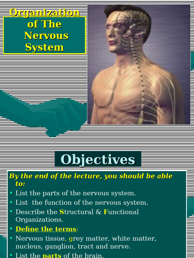 1-Organization of the nervous system | PDF | Nervous System | Central ...