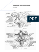 Boli Vasculare Cerebrale Curs 2