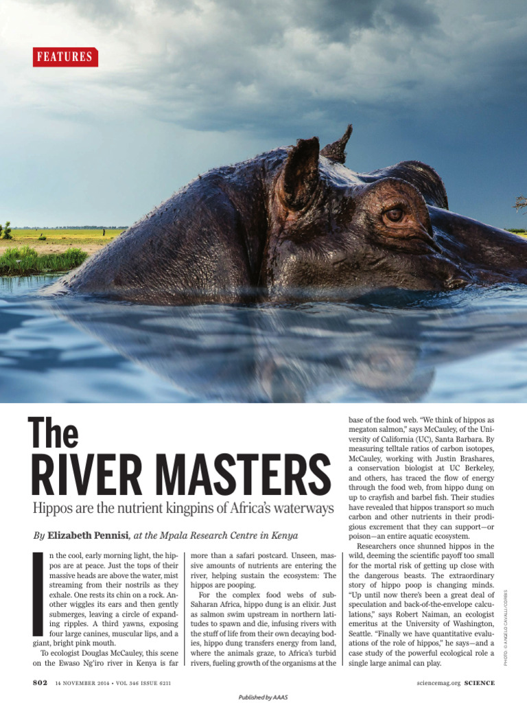 Hippos: Key Nutrient Providers in Africa | PDF | Hippopotamus | Predation