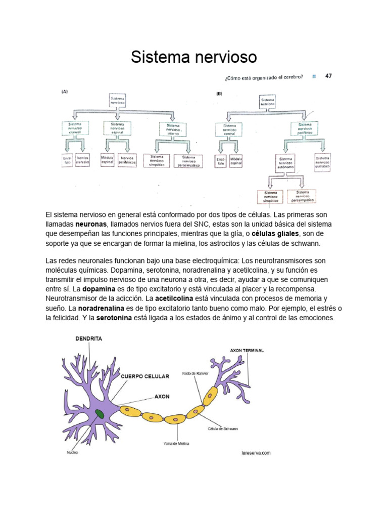 Estructura y Función del Sistema Nervioso | PDF | Cerebro | Sistema ...