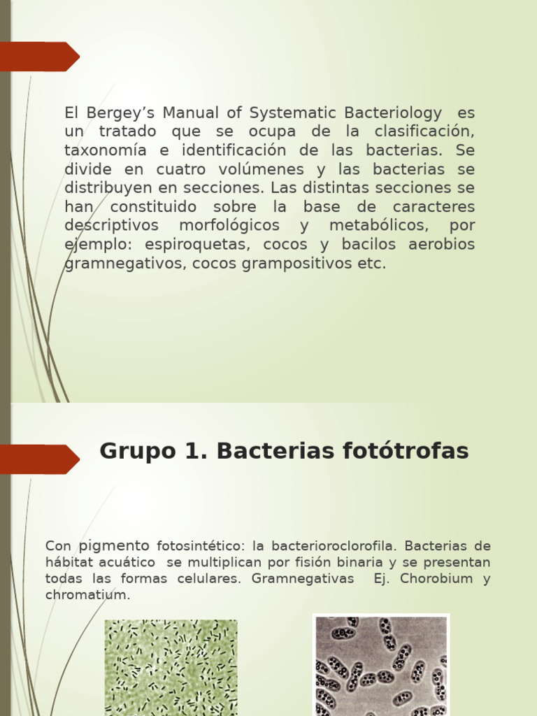 Clasificación de Bacterias y Bacilos | PDF | Las bacterias | Bacterias ...