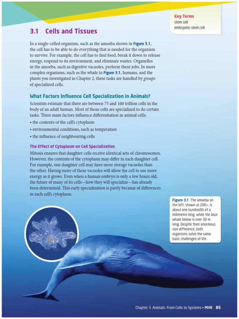 Stem Cells and Cell Specialization | PDF | Stem Cell | Cell Potency