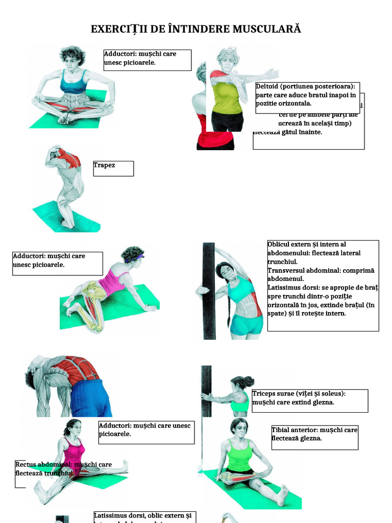Exerciții de Întindere Musculară | PDF