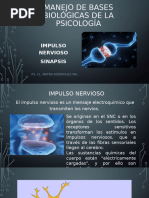 Impulso Nervioso y Sinapsis Explicados | PDF | Potencial de acción ...