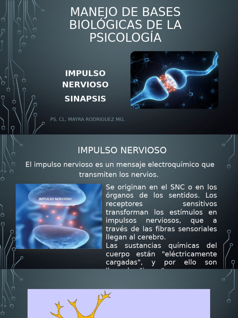 IMPULSO NERVIOSO | PDF | Sinapsis | Potencial de acción
