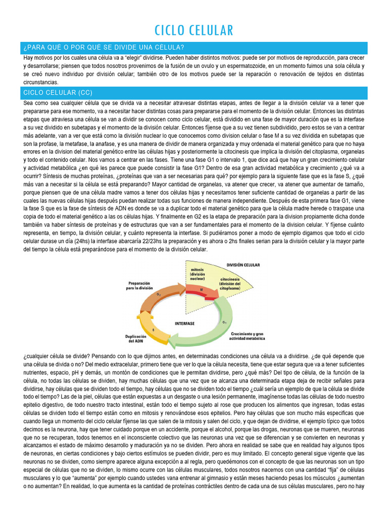 Teoría Ciclo Celular | PDF | Replicación De Adn | Adn