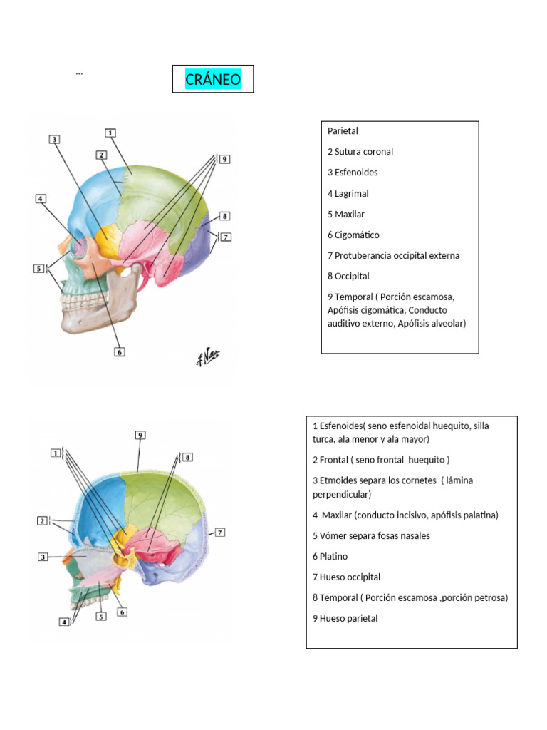 Anatomía del Cráneo y Nervios Craneales | PDF | Cráneo | Anatomía de ...