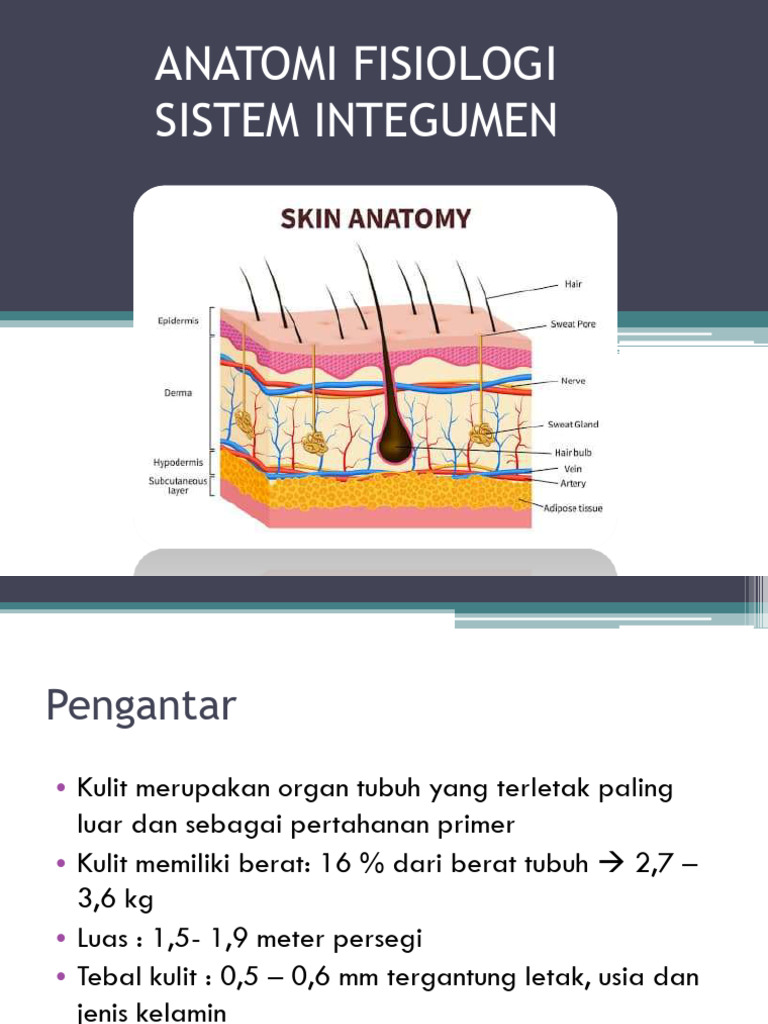 Anatomis dan Fungsi Sistem Integumen | PDF