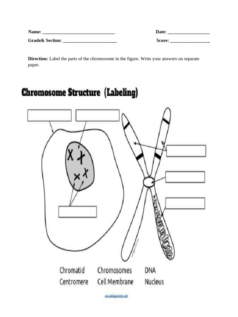 Activity Worksheet in Cellular Respiration | PDF