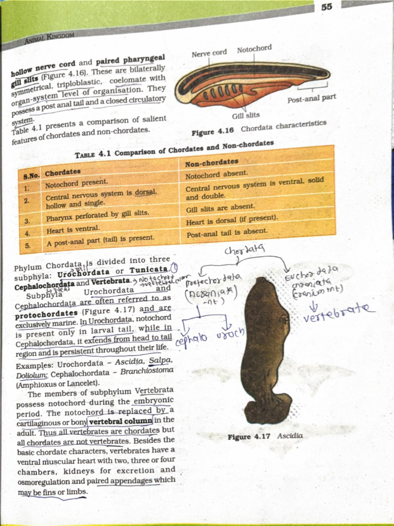 ANIMAL KINGDOM TABLE PDF visual data 4