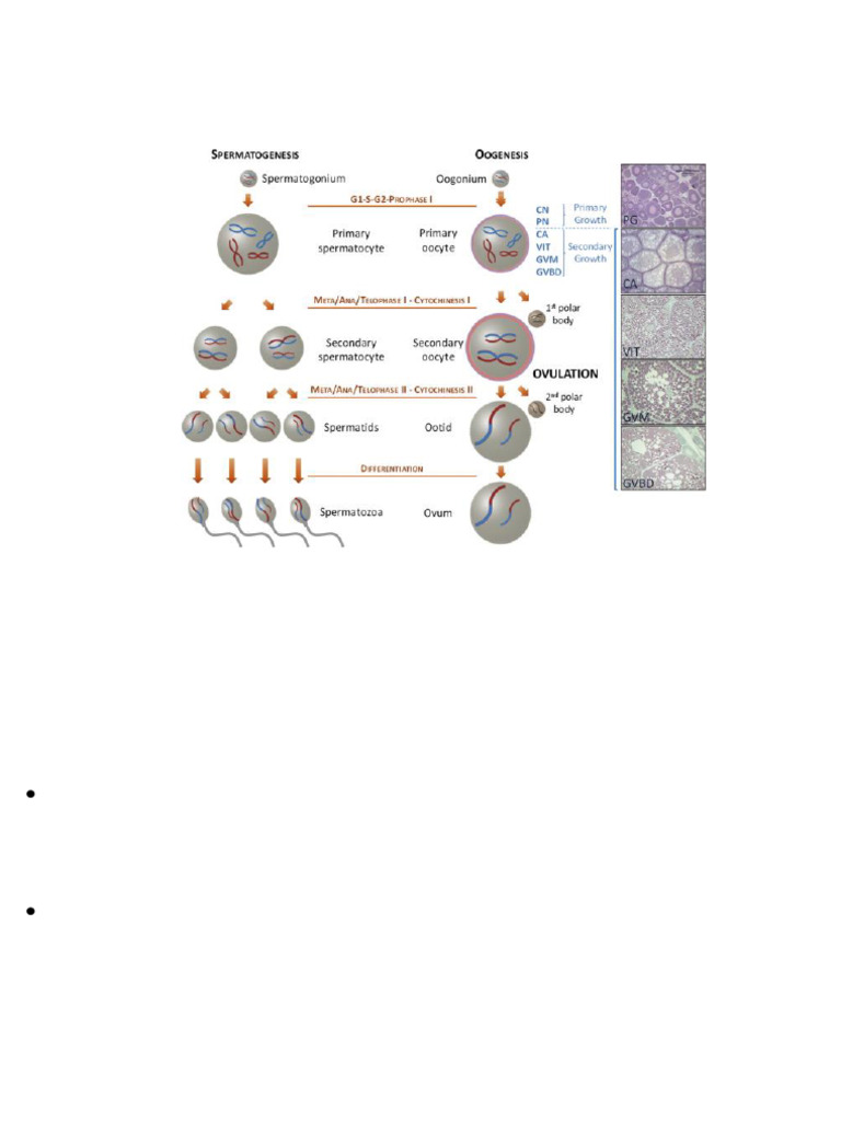 Hormonal Regulation of Gametogenesis - 2022 | PDF | Ovary | Meiosis