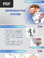 Duck Reproductive Anatomy Overview | PDF | Testicle | Ovary