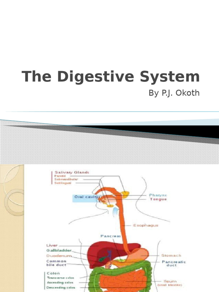 Digestive System Overview | PDF | Pancreas | Esophagus