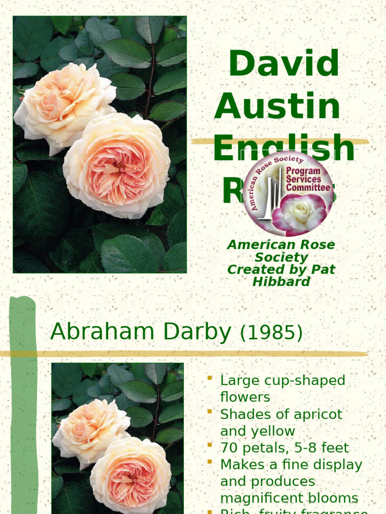 David Austin English Roses Guide | PDF | Rose | Petal