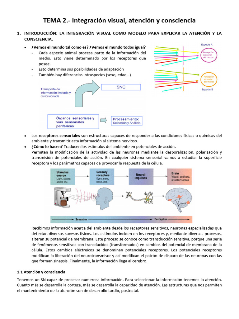 Integración Visual y Atención en la Consciencia | PDF | Percepción ...
