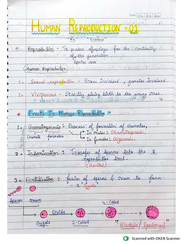 Human Reproduction Notes | PDF