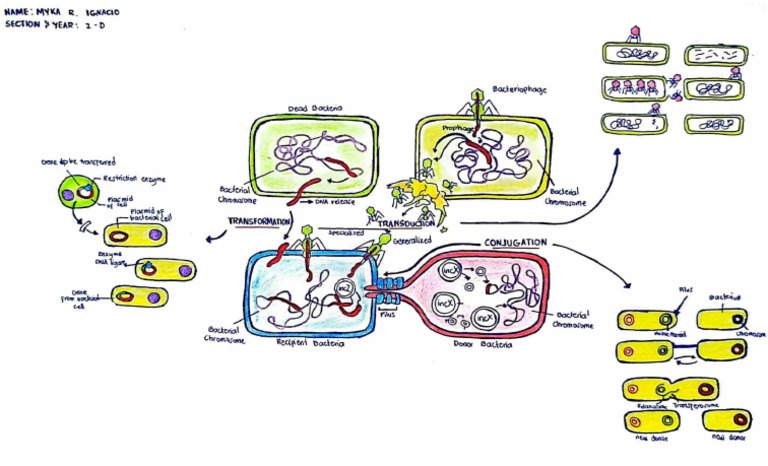 Bacte | PDF