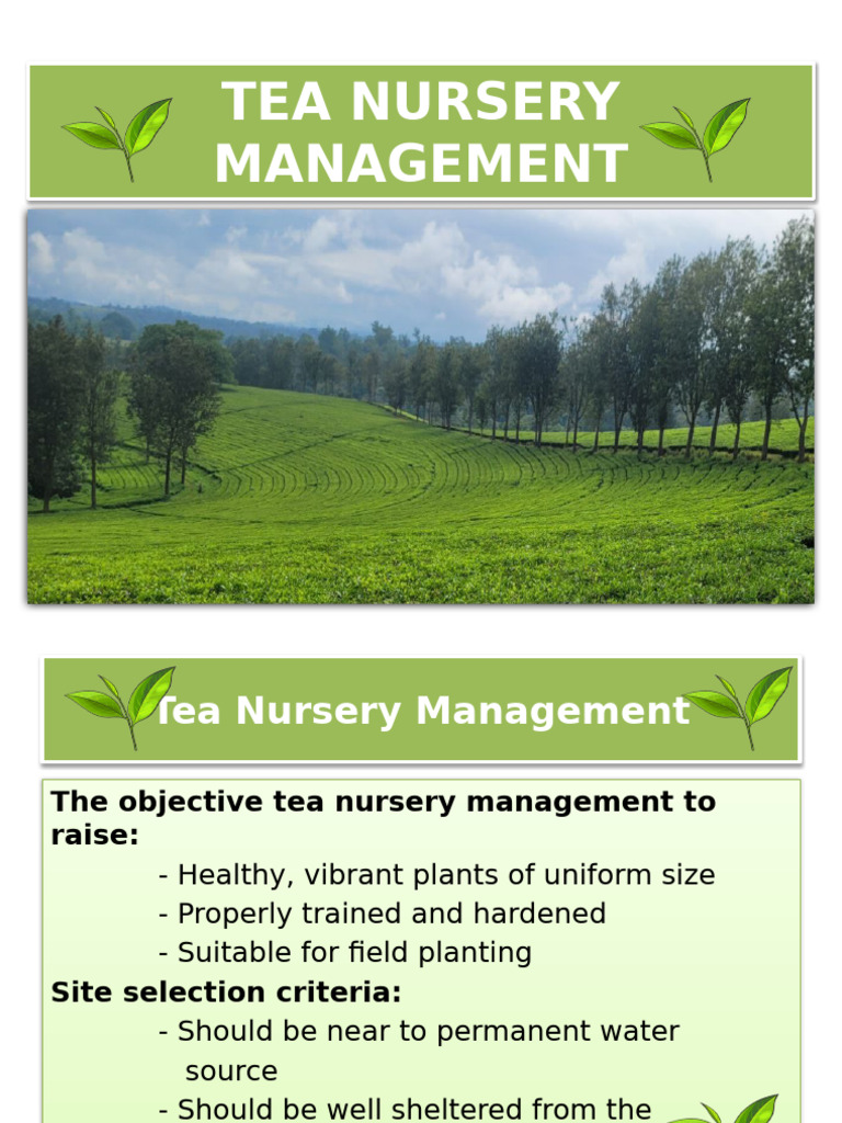 Tea Nursery Management Guidelines | PDF | Plant Nursery | Soil