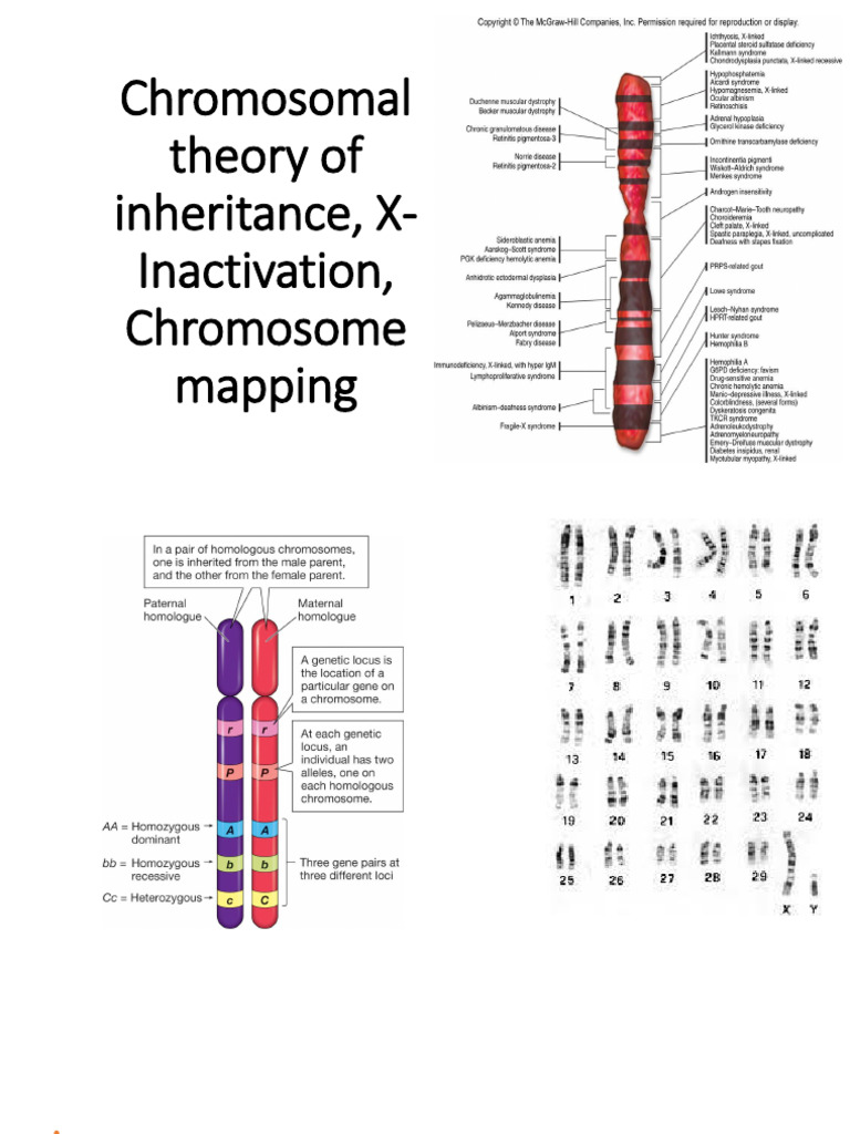 ABG - Chromosomal Theory of Inheritance | PDF | Genetic Linkage | Genetics