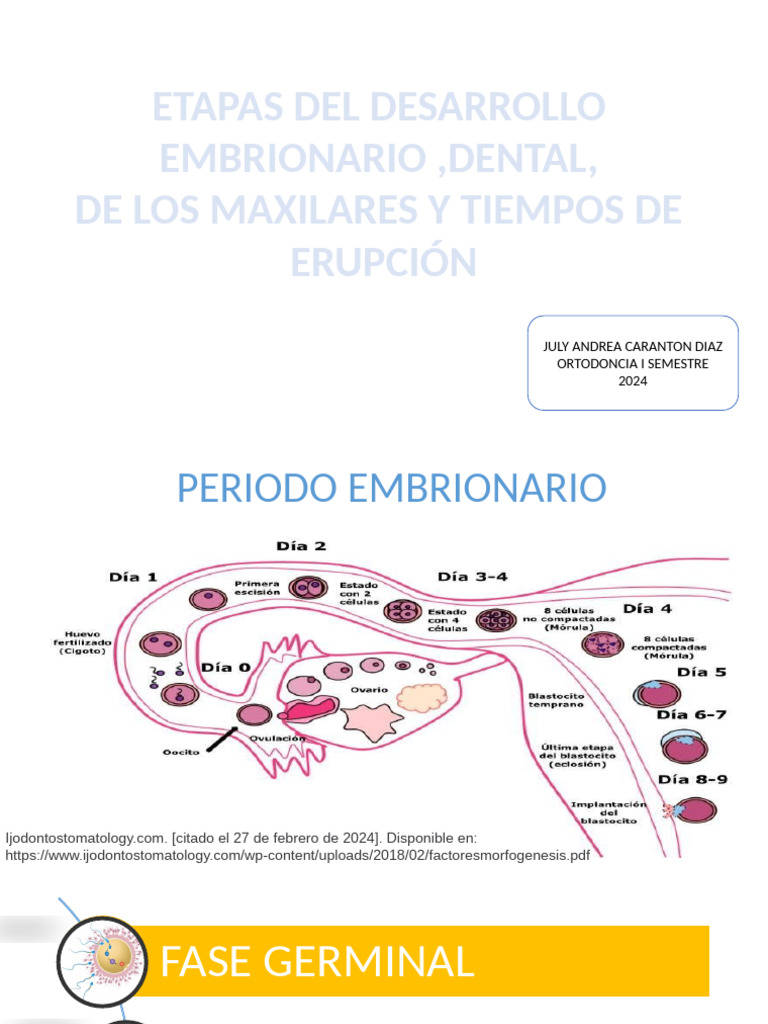 Etapas Del Desarrollo Embrionario Dental Del Maxilar y Tiempos de ...