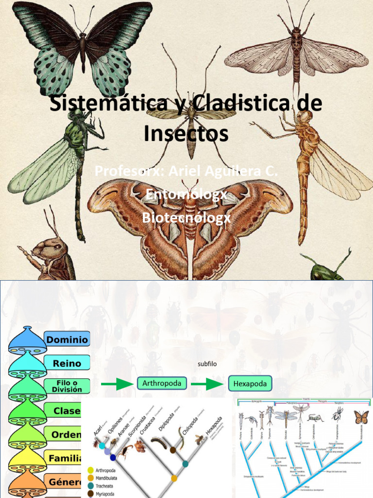 Cladística en Insectos: Fundamentos y Análisis | PDF | Filogenética ...