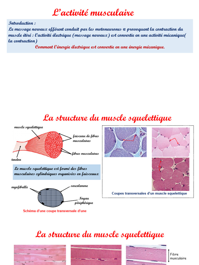 Mécanismes de l'activité musculaire | PDF | Muscle | Synapse