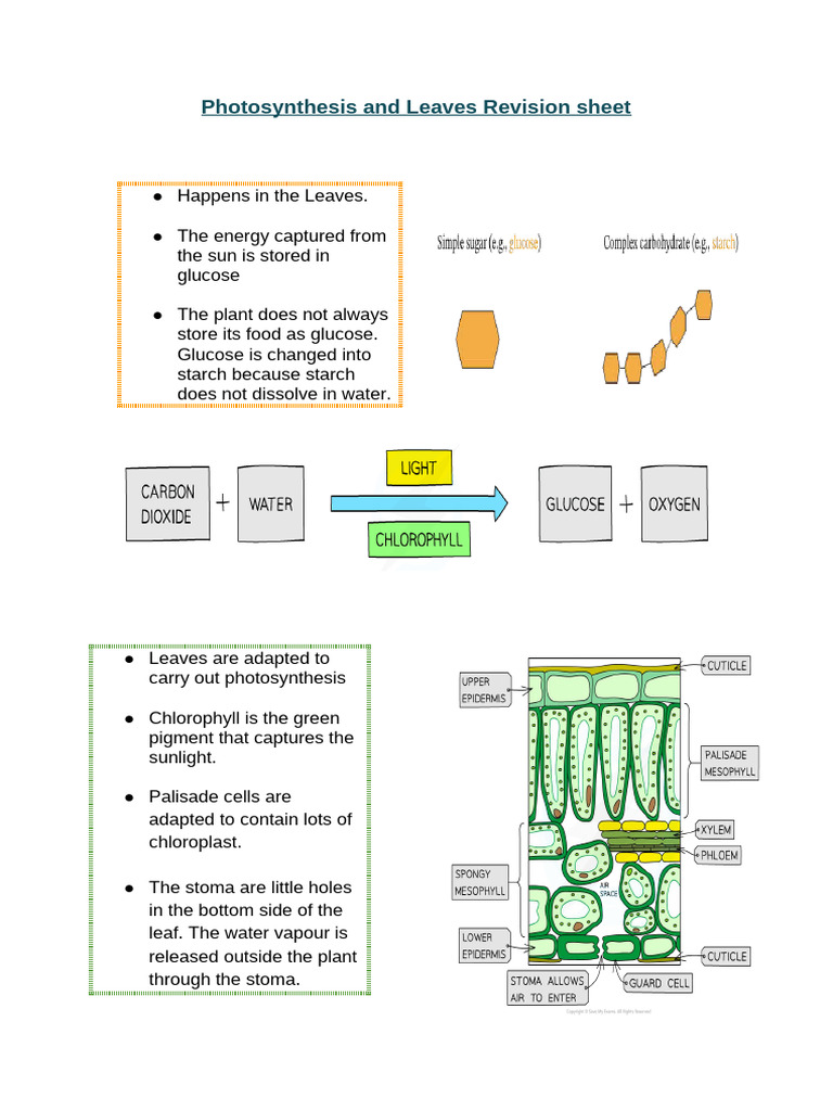 Photosynthesis and Plant Water Transport | PDF | Leaf | Photosynthesis