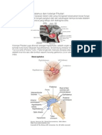 Anatomi Fungsi Mus Dan Kelenjar Pituitari