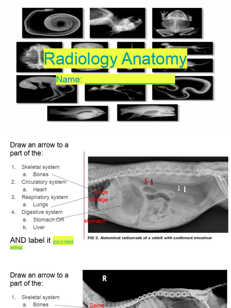 PBM5 Radiology Anatomy PRACTICE | PDF