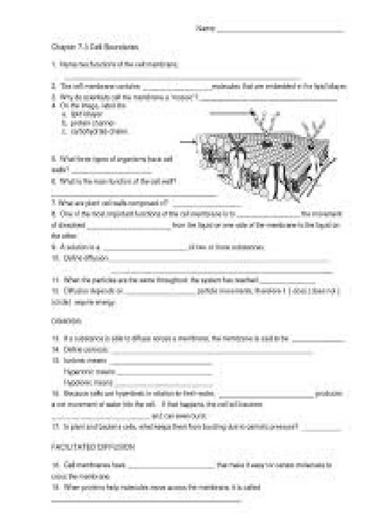 Bio Worksheet | PDF