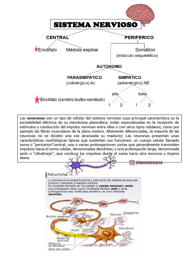 Función y Proceso de Neuronas y Neurotransmisores | PDF | Neurona ...