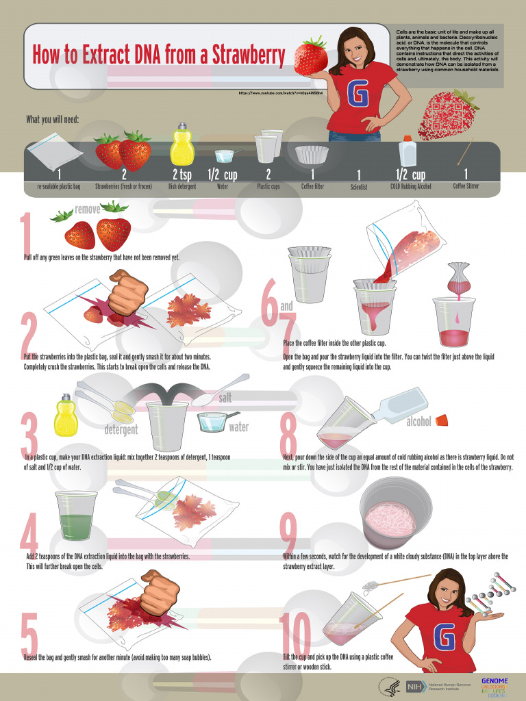 Strawberry Extraction Instructions | PDF